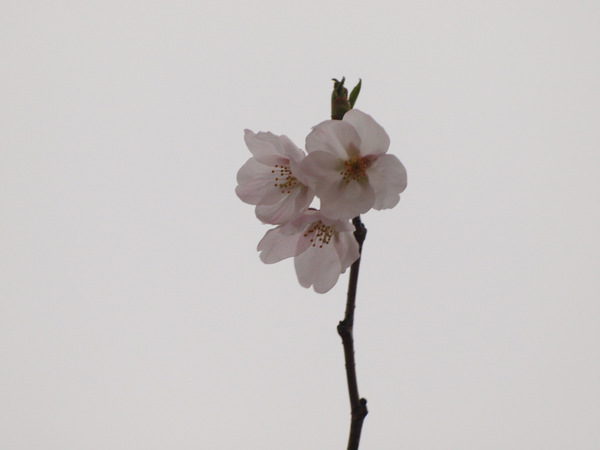 04-桜.jpg