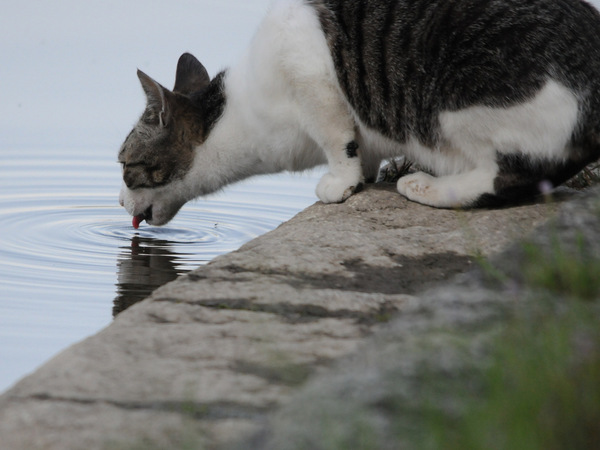 10-水を飲むネコ.jpg