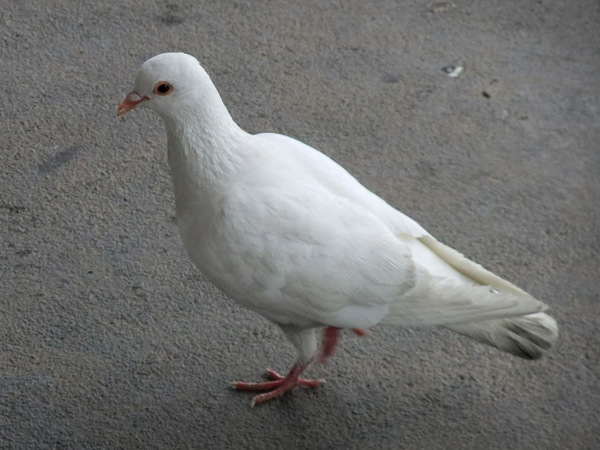 13-白い鳩.JPG