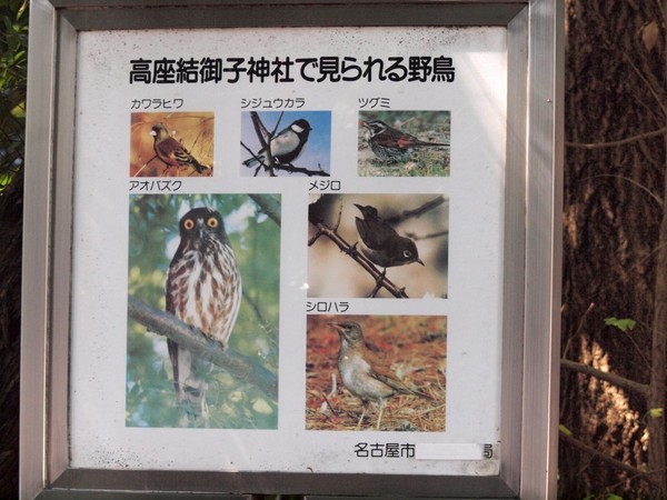 ○見られる野鳥.jpg