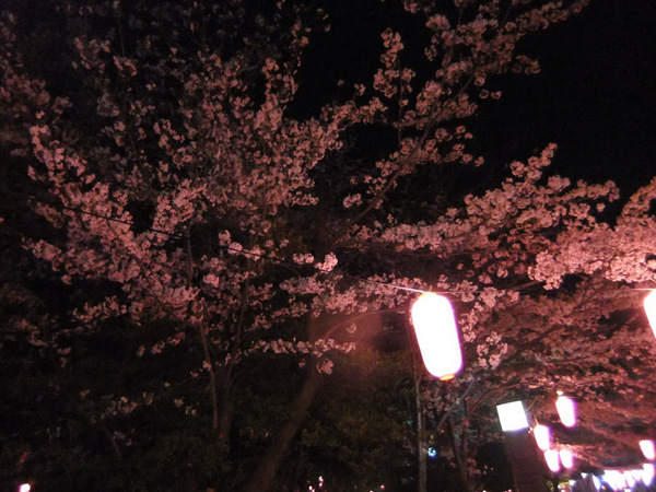 夜桜２.jpg