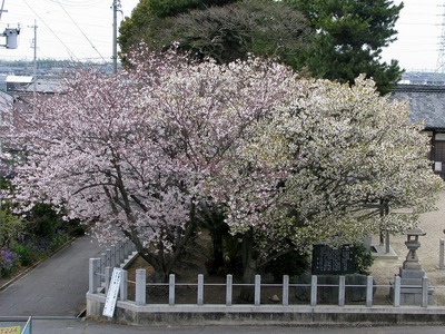 桜+.jpg