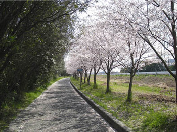 桜並木2.jpg