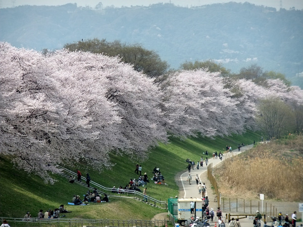 桜並木右２.jpg