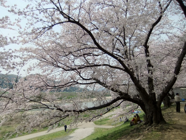 桜老木１.jpg