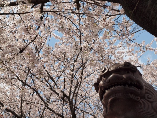 狛犬桜.jpg