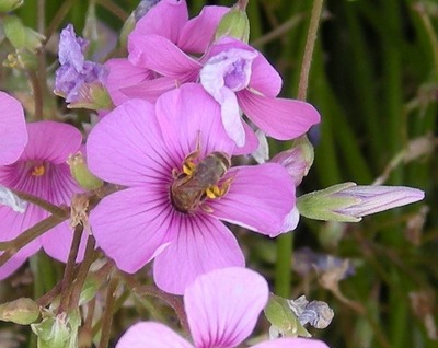 蜂花.jpg