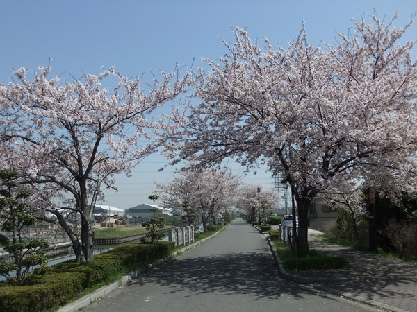 飛島桜１.jpg