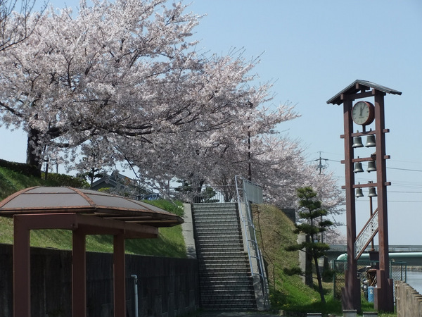 飛島桜５.jpg